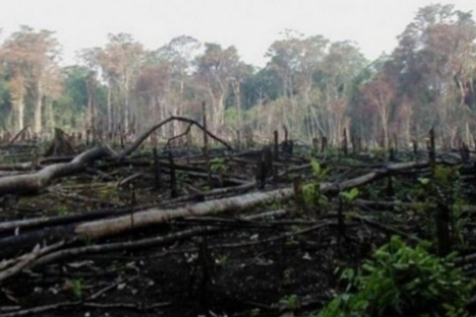 Indonésia ultrapassa Brasil em perdas florestais, apesar da moratória