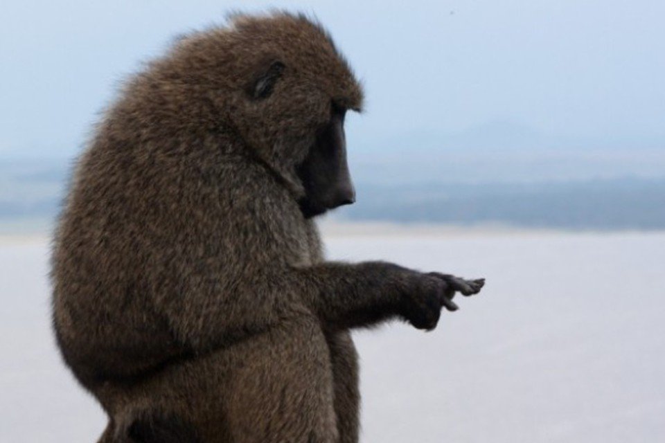 Zoológico francês transfere macacos por depredarem patrimônio histórico