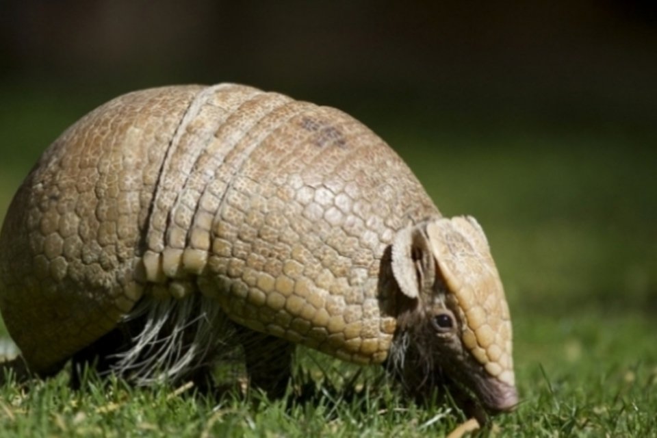 Mascote da Copa, tatu-bola está em risco de extinção