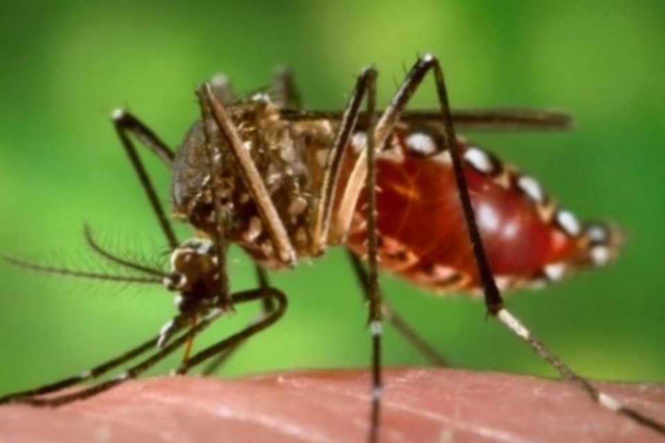 São Paulo registra 14,5 mil casos confirmados de dengue