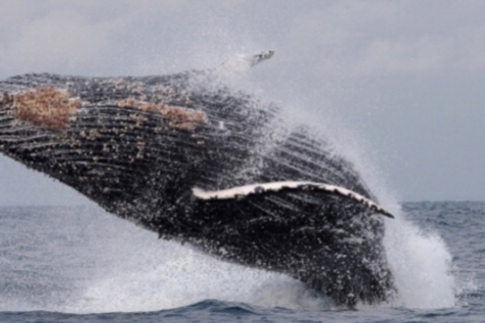 Japão não descarta seguir com caça de baleias na Antártida