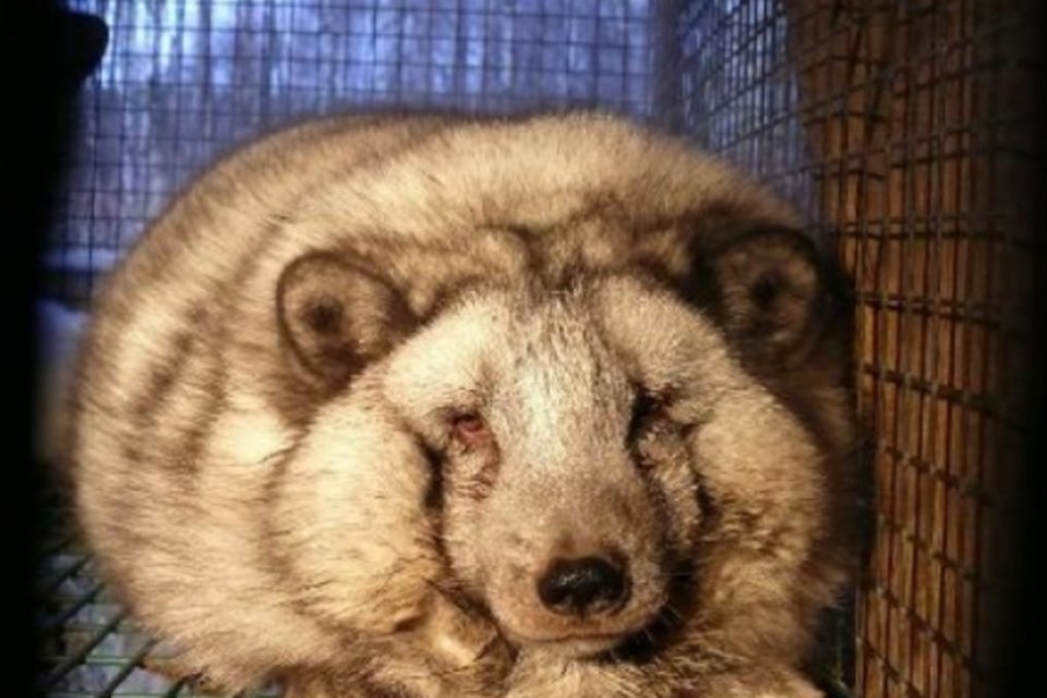 Peles voltam às passarelas apesar da ira dos defensores dos animais