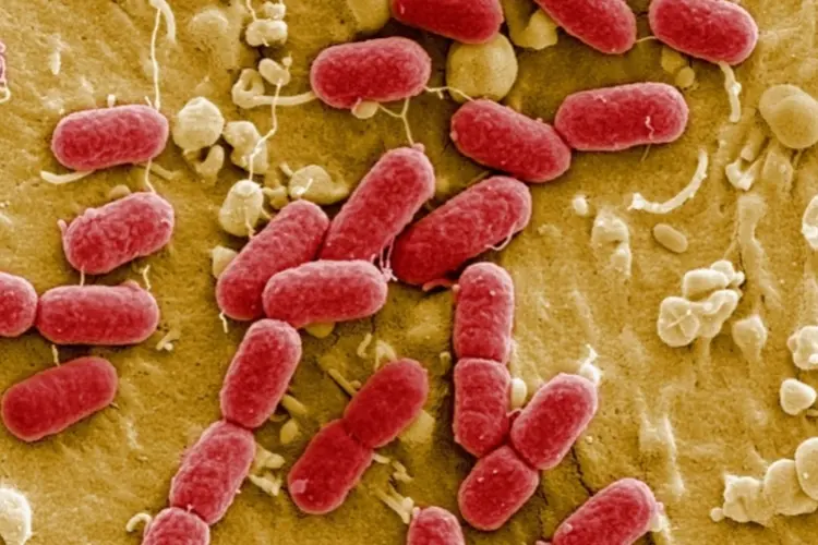 bacteria (Getty Images)