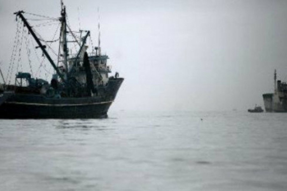 Barbatana de tubarão incentiva matança de golfinhos no Peru