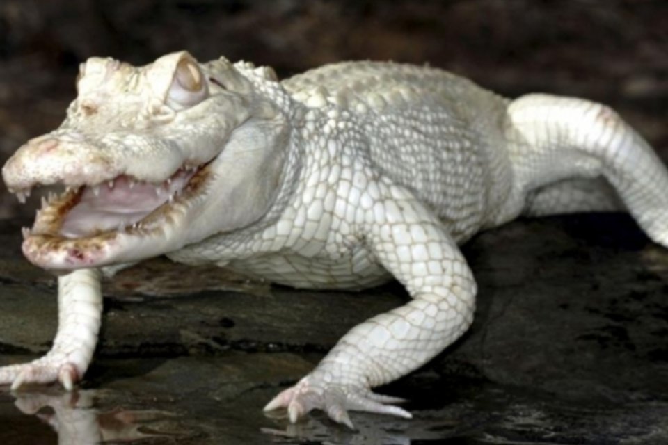 Crocodilo albino devora pescador no norte da Austrália