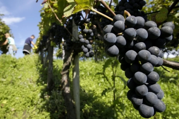 vinhos (Reuters)