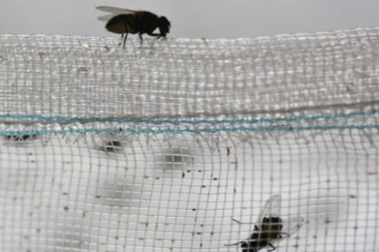 mosca (Getty Images)