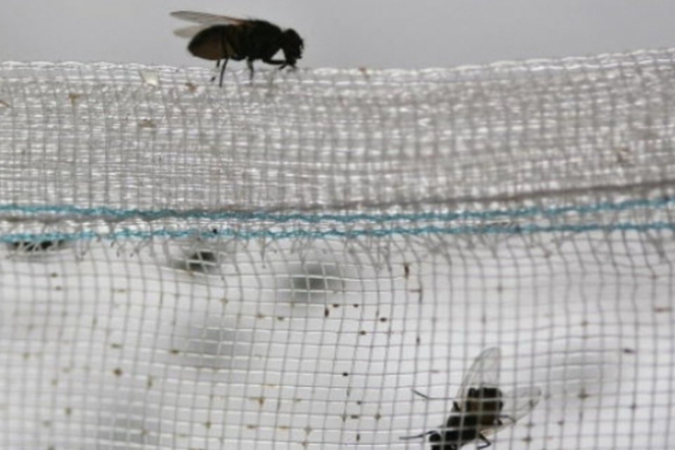 Turista perdido no deserto sobrevive comendo moscas