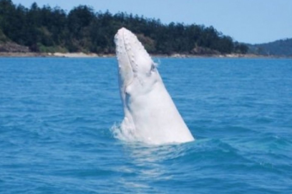 Exemplar raro de baleia branca é avistado na Austrália