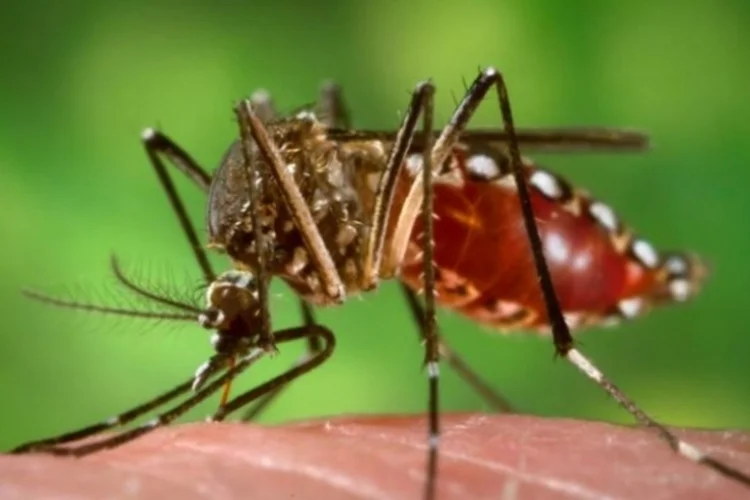 Aedes: a principal recomendação é eliminar locais de água parada, onde o mosquito deposita suas larvas (Wikimedia Commons)