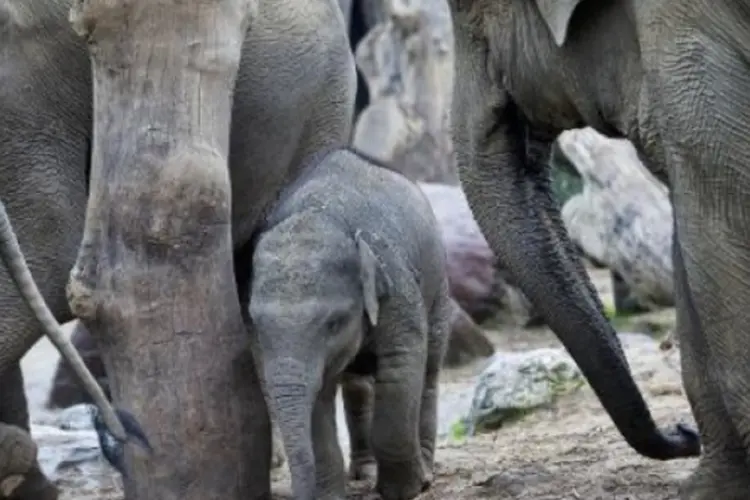 elefante (©afp.com / Jerry Lampen)
