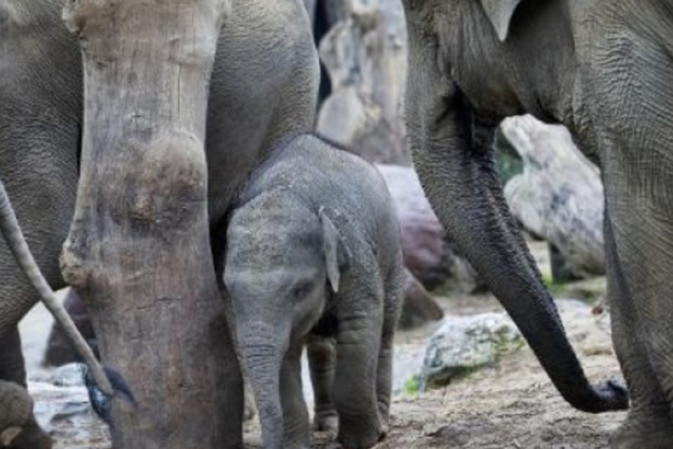 Elefantes podem desaparecer da África, revela estudo