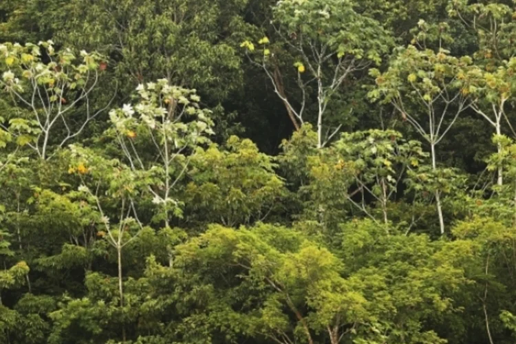 Amazonia (Getty Images)