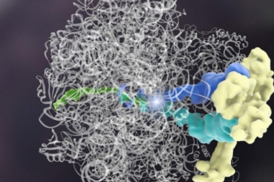 Cientistas descobrem primeira proteína que pode corrigir outras proteínas