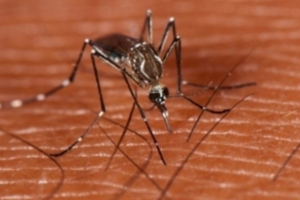 Dengue passa do nível aceitável em São Paulo