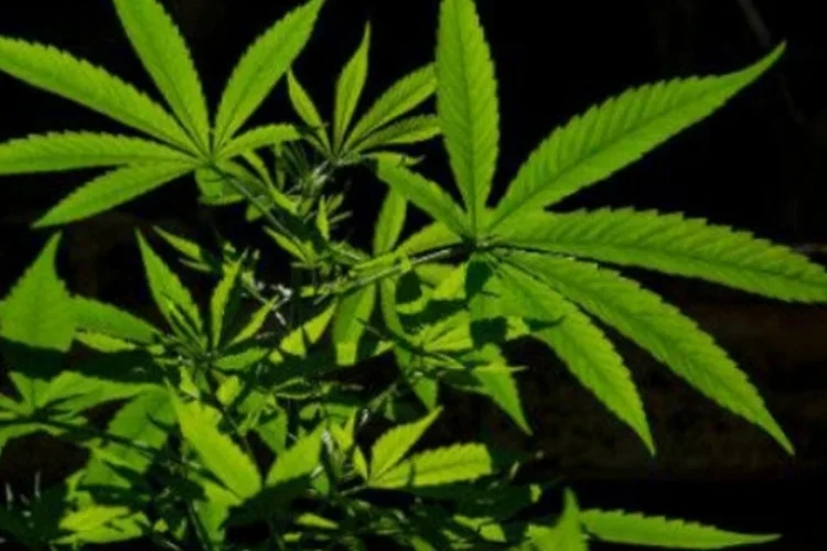 maconha (afp.com / Pablo Porciuncula)