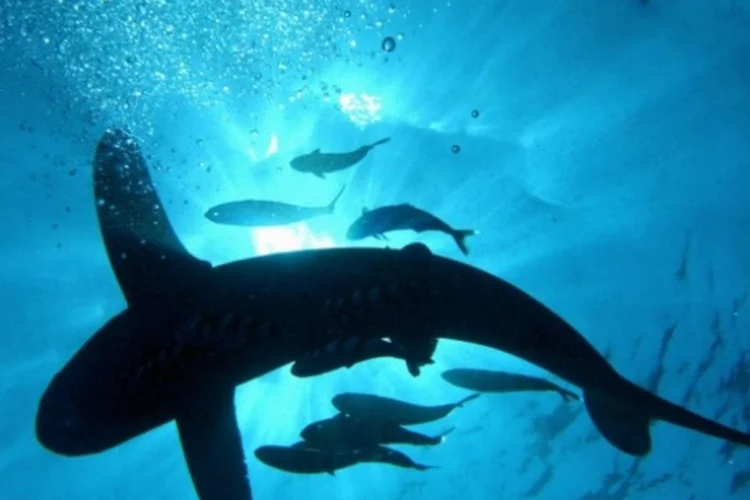 Tubarão: durante o transporte do animal foram feitas algumas paradas para verificar as condições de saúde do animal e a oxigenação da água (sharkbait/flickr/Divulgação)