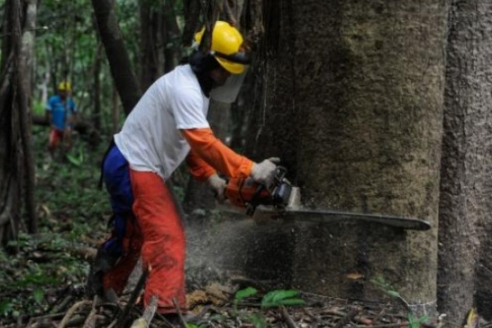 Desmatamento na Amazônia Legal aumenta 29% em um ano
