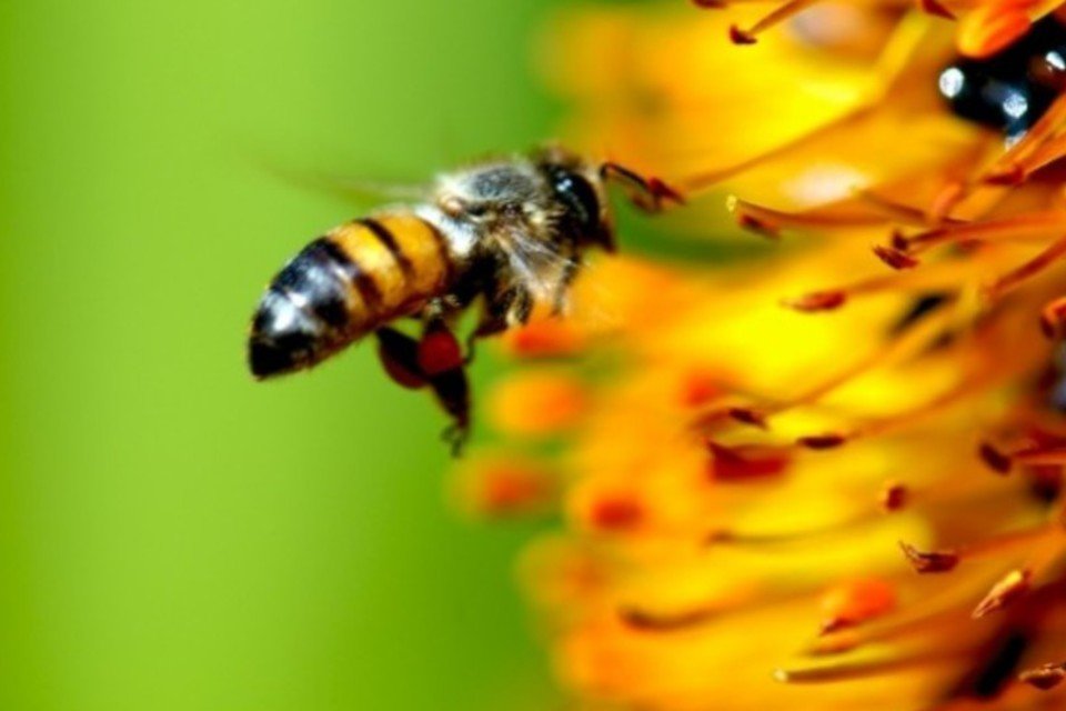 Sêmen pode salvar abelhas da extinção, diz estudo