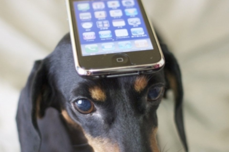 Empresa que oferece seguros para smartphones e plano de saúde para cachorros chega ao Brasil
