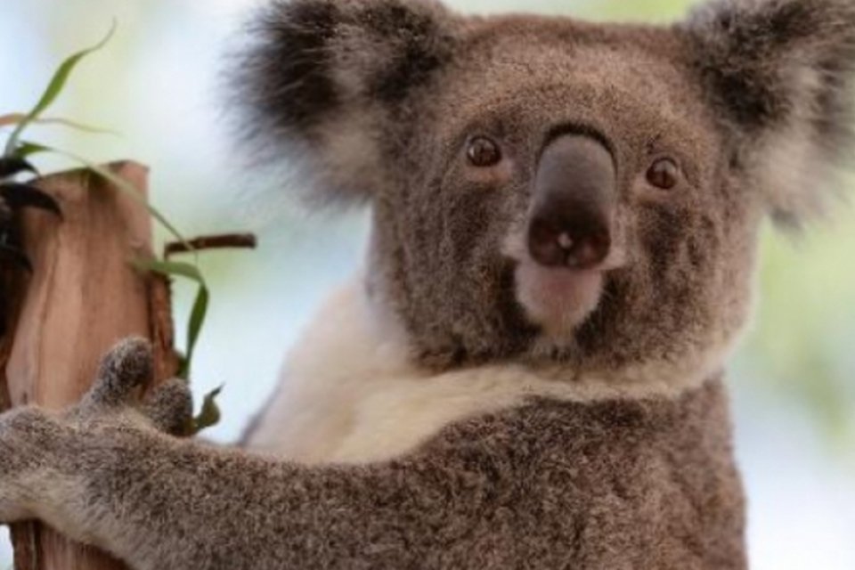Estudo alerta que coalas podem sumir com aquecimento da Austrália