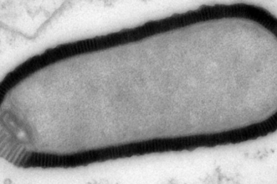 Vírus gigante de 30 mil anos volta à vida na Sibéria