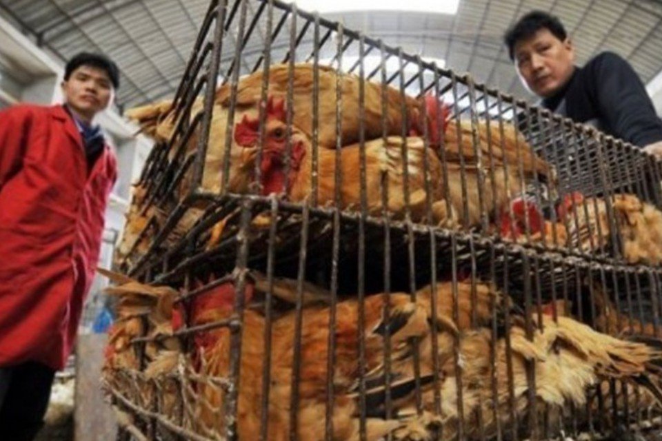 Rede chinesa vendia frango vencido há 46 anos