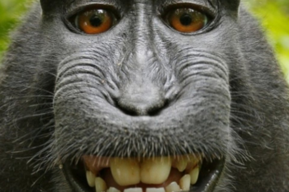 Wikimedia alega que selfies de macaco são de domínio público