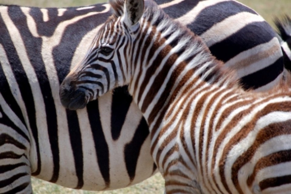 Mistério resolvido: ciência revela por que a zebra é listrada