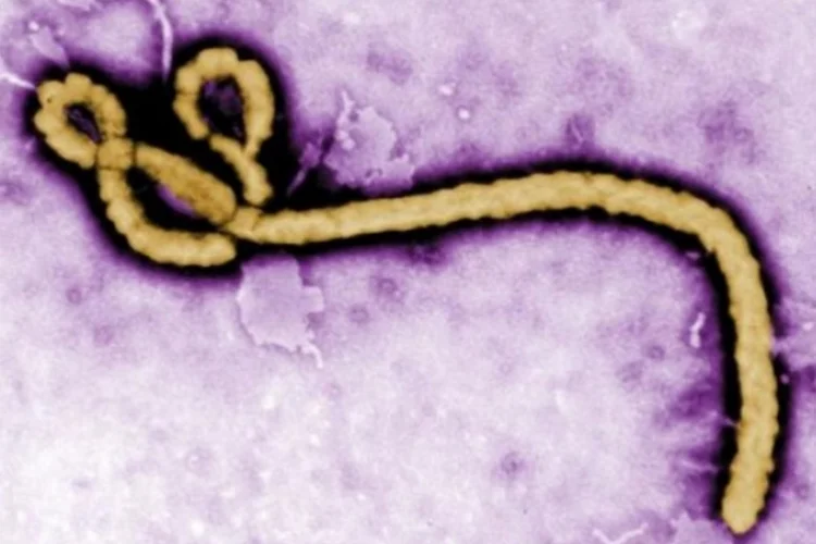 Ebola (Reuters)