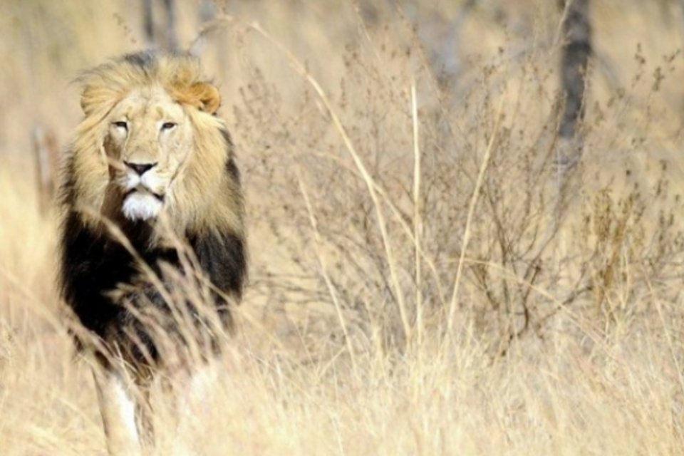 Desaparecimento de grandes carnívoros ameaça ecossistema global