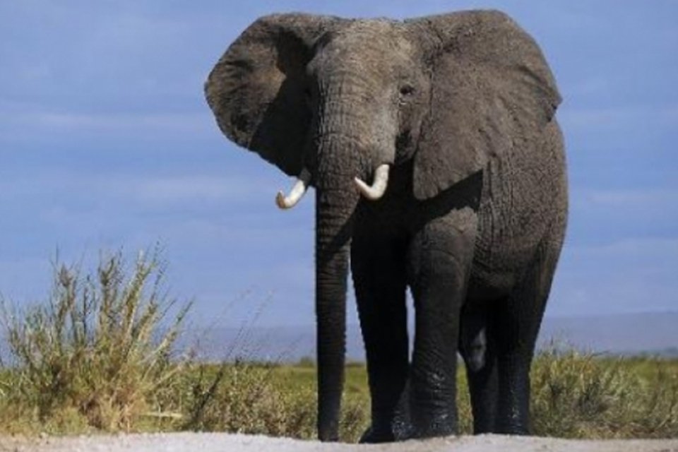 Elefantes morrem envenenados no Zimbábue