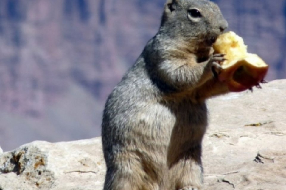 Procura-se! Internautas se mobilizam para achar homem que chutou esquilo no Grand Canyon