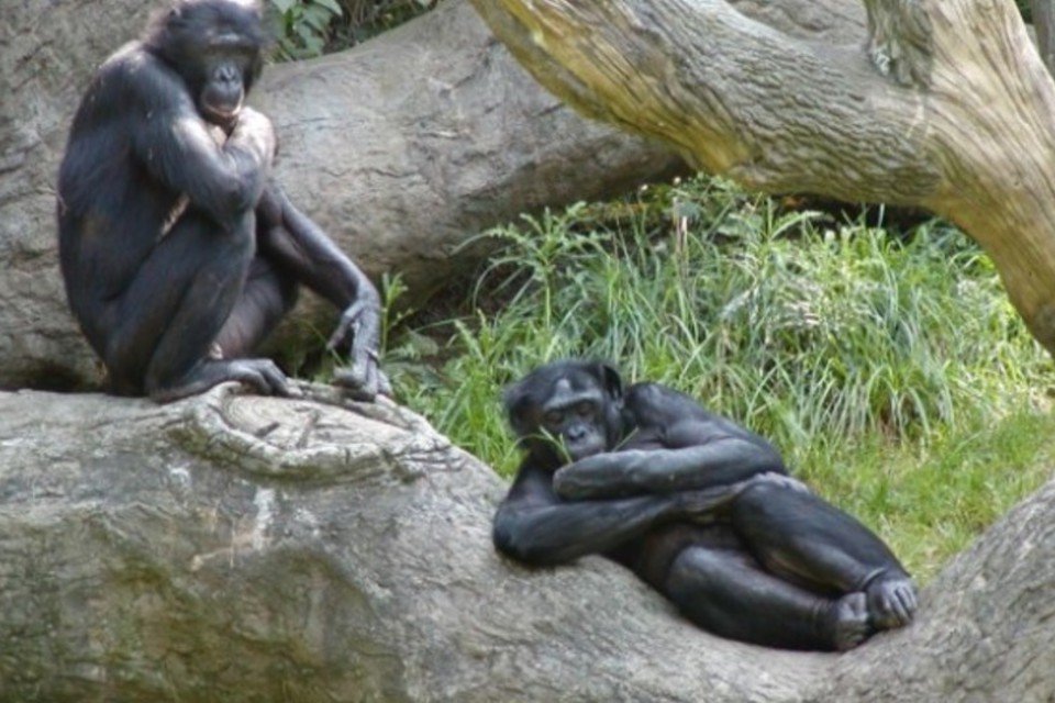 Órgão sexual das fêmeas explica domínio da espécie Bonobo