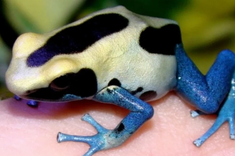 Anfíbios (Wikimedia Commons)