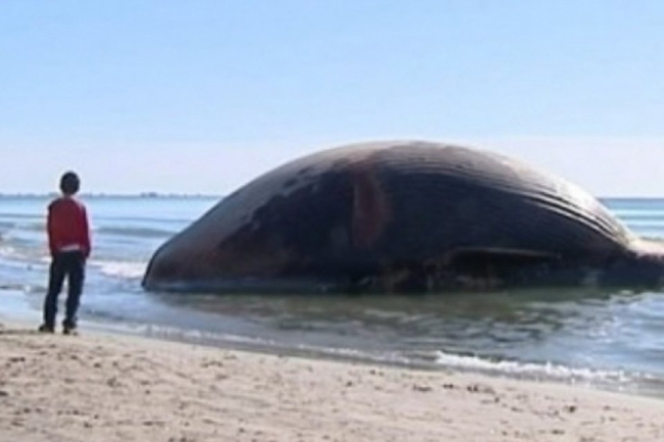 Autoridades planejam explodir baleia encalhada em praia francesa