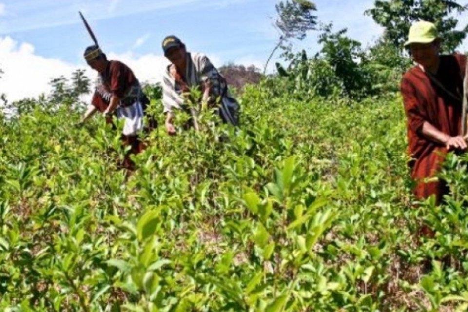 Peru é o maior produtor mundial de folhas de coca