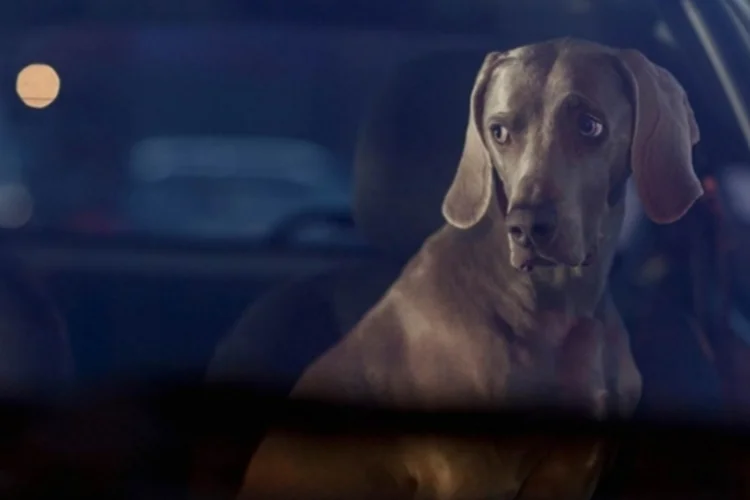 cachorro (Divulgação / Martin Usborne)