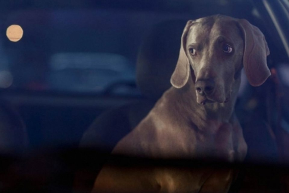 Fotógrafo retrata cachorros em carros à espera de seus donos