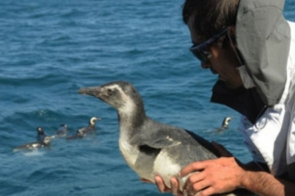 Em três meses, 1,1 mil pinguins morrem no RS