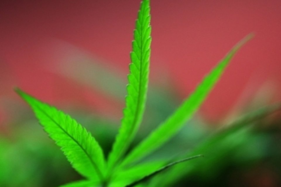 Jornal New York Times defende legalização da maconha