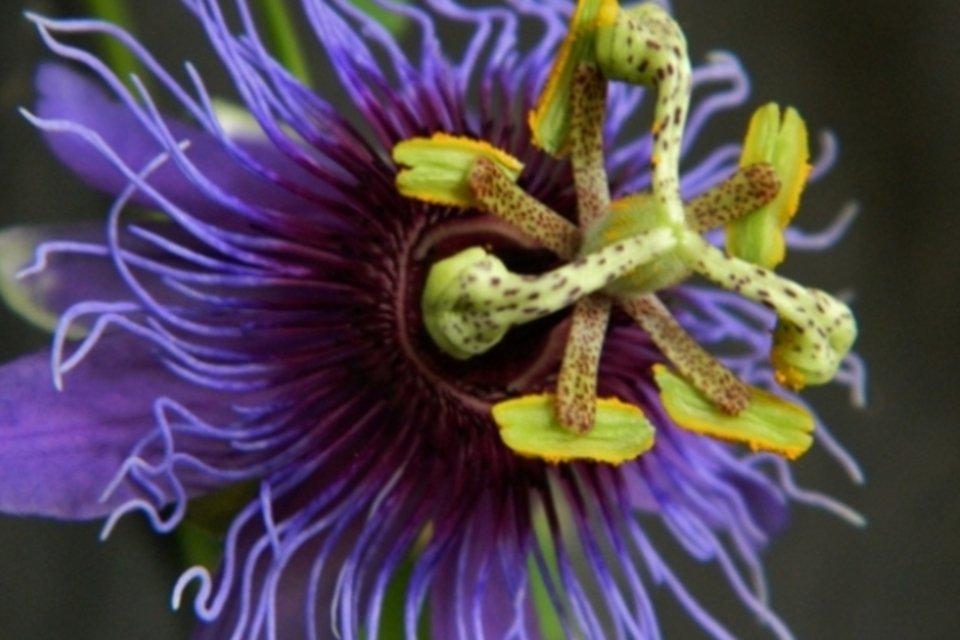 Imenso herbário virtual leva flora brasileira para a internet