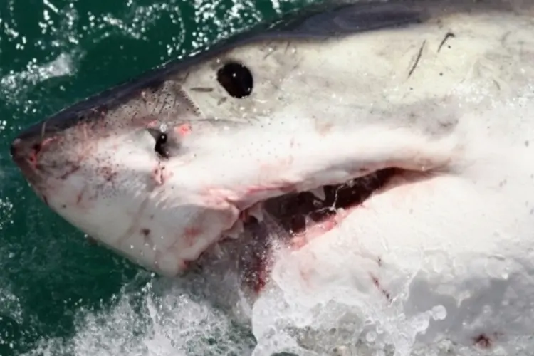 Shark (Getty Images)