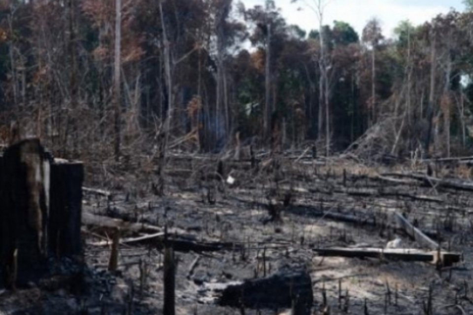 Agricultura causa 49% do desmatamento tropical, diz ONG