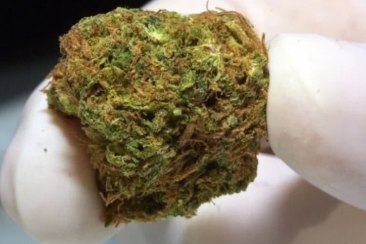 maconha (Getty Images)