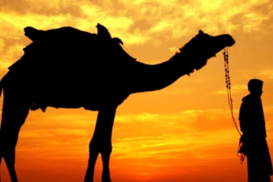 Primeiro caso de camelo infectado com vírus Mers é diagnosticado