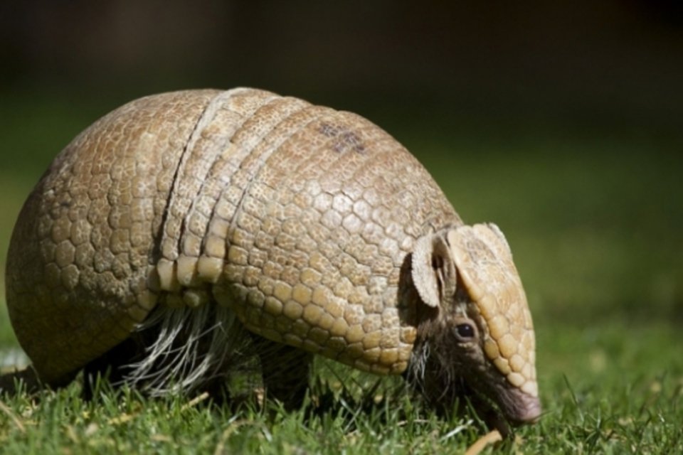 Petição aproveita Fuleco para criar Parque Nacional do Tatu-bola