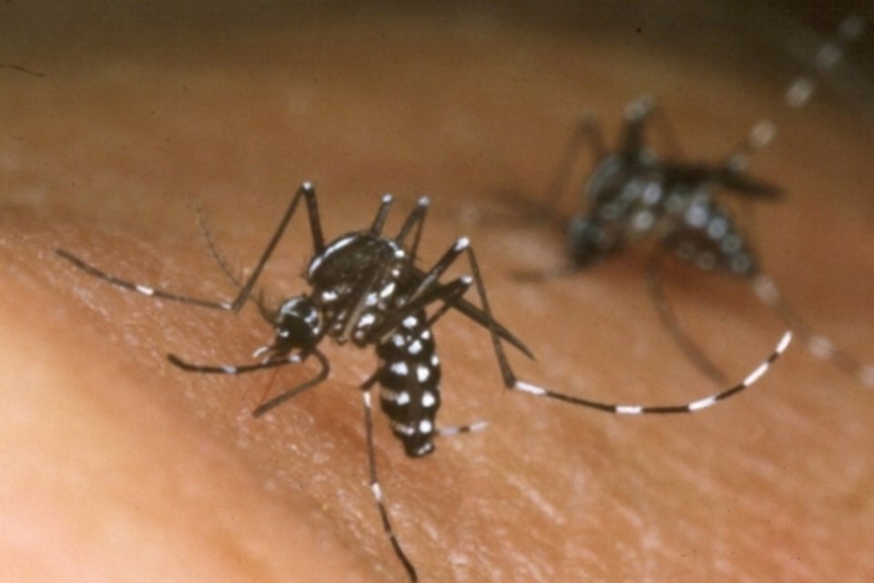 Número de mortes por dengue cai 87% no primeiro trimestre