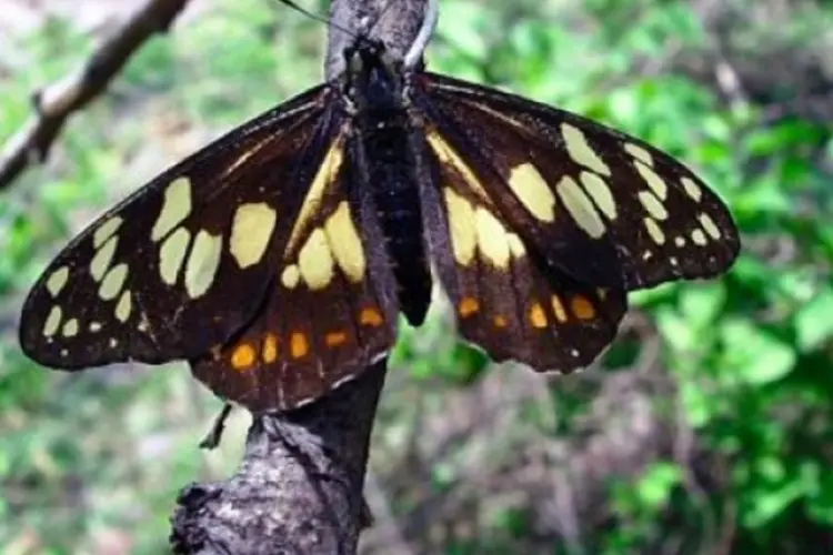 borboleta mexicana (©afp.com / STR)