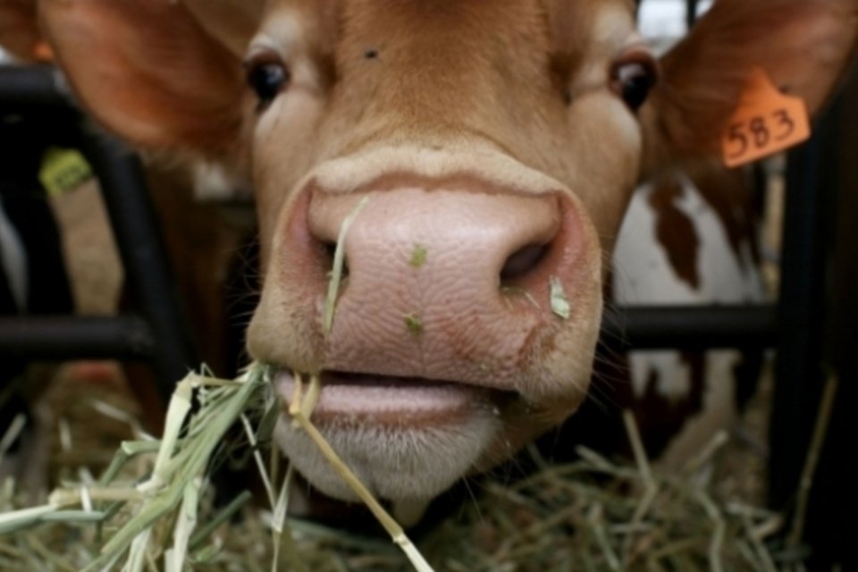 Suspeita de vaca louca faz Peru parar de comprar carne do Brasil